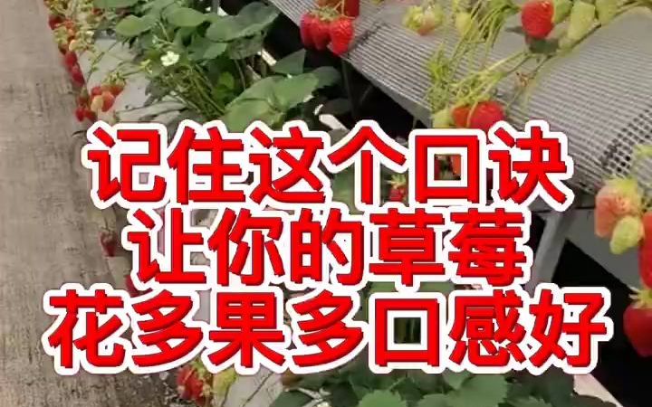 记住这个口诀,让你的草莓花多果多口感好哔哩哔哩bilibili