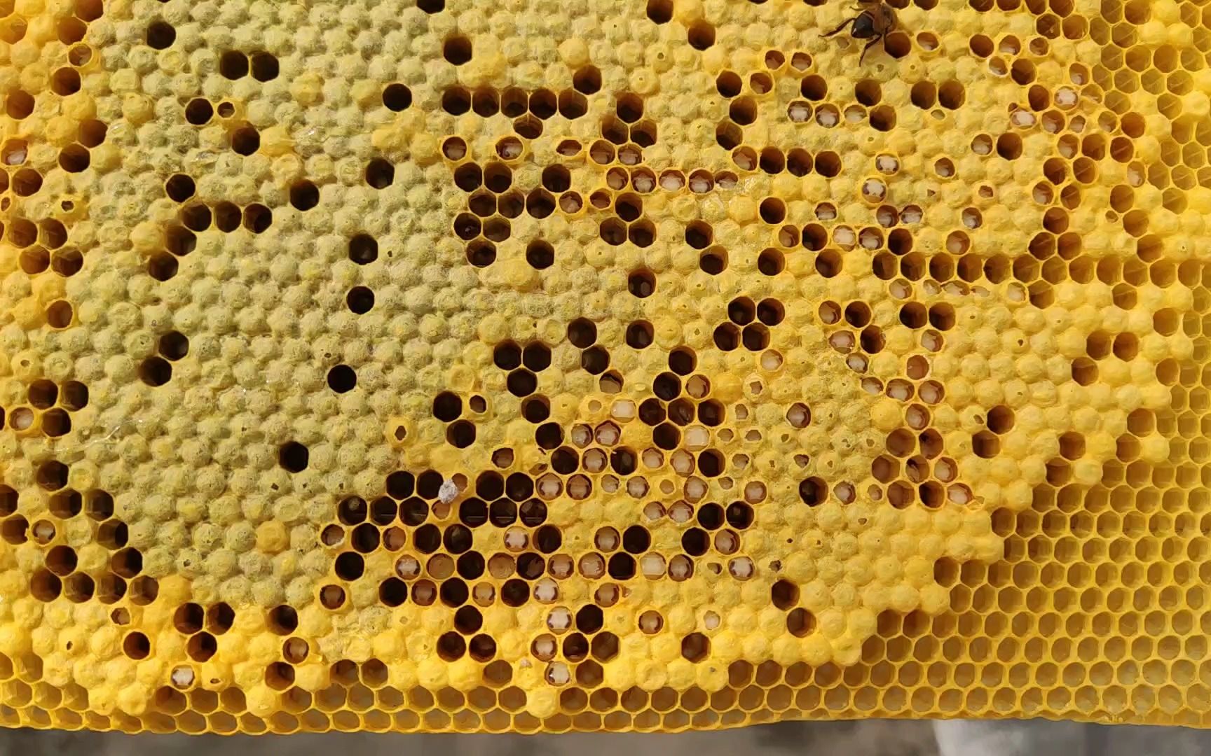 蜜蜂白头蛹烂子怎么处理,方法很简单,养蜂小伙现场教你