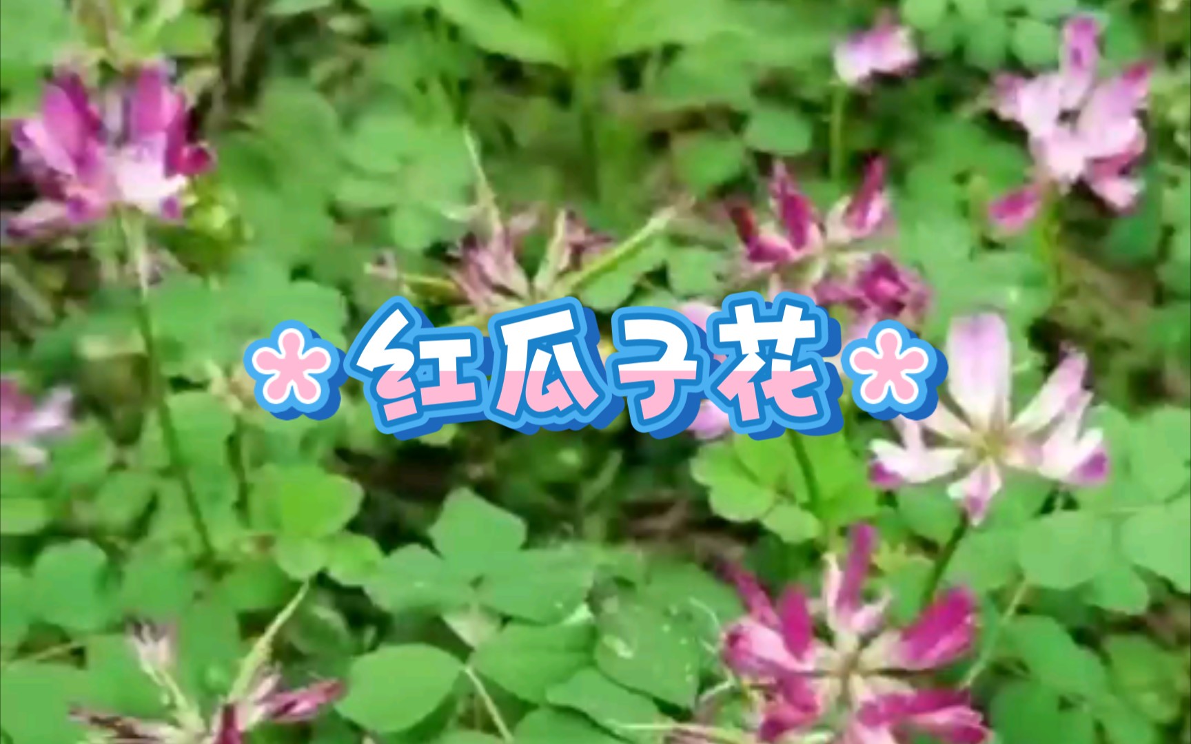 乡野巧遇一片红瓜子花哔哩哔哩bilibili