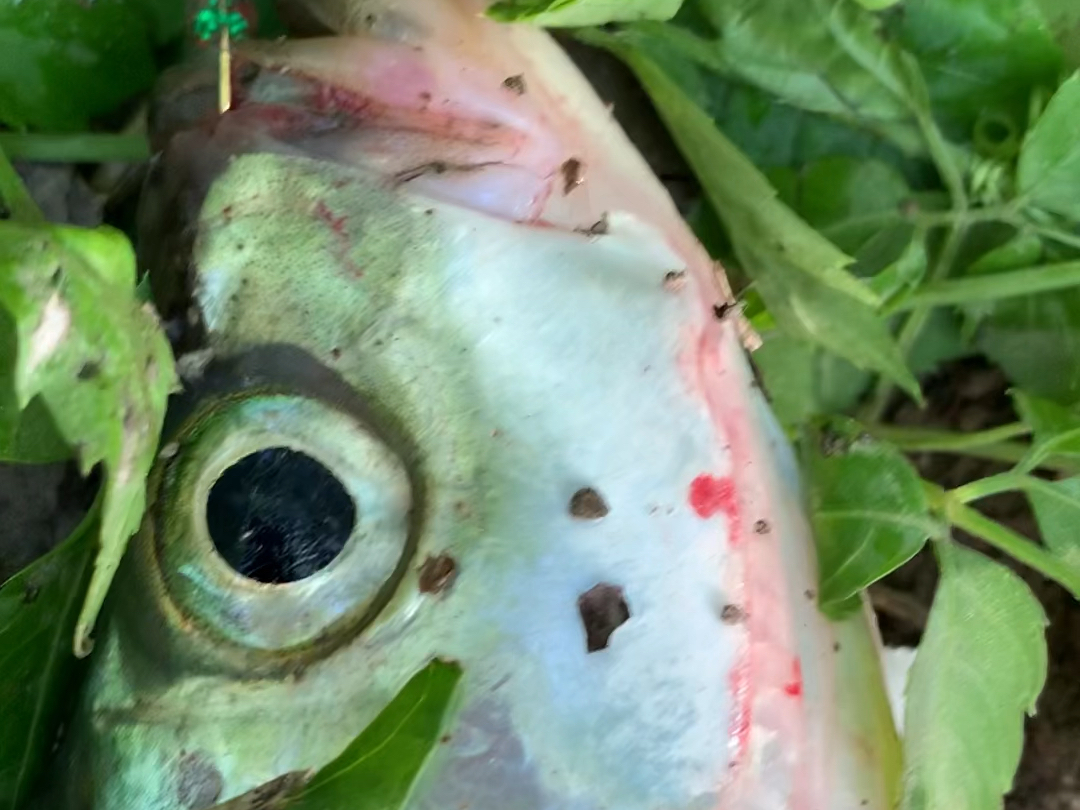 不起眼的小水沟,尽然也有翘嘴!