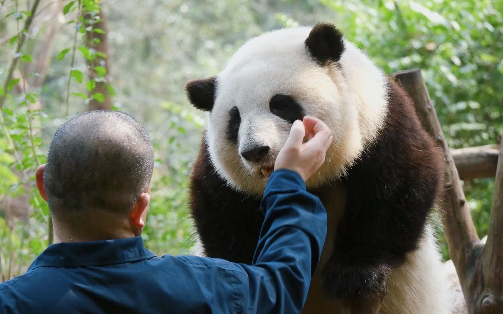 大熊猫荷花和谭爷爷图片