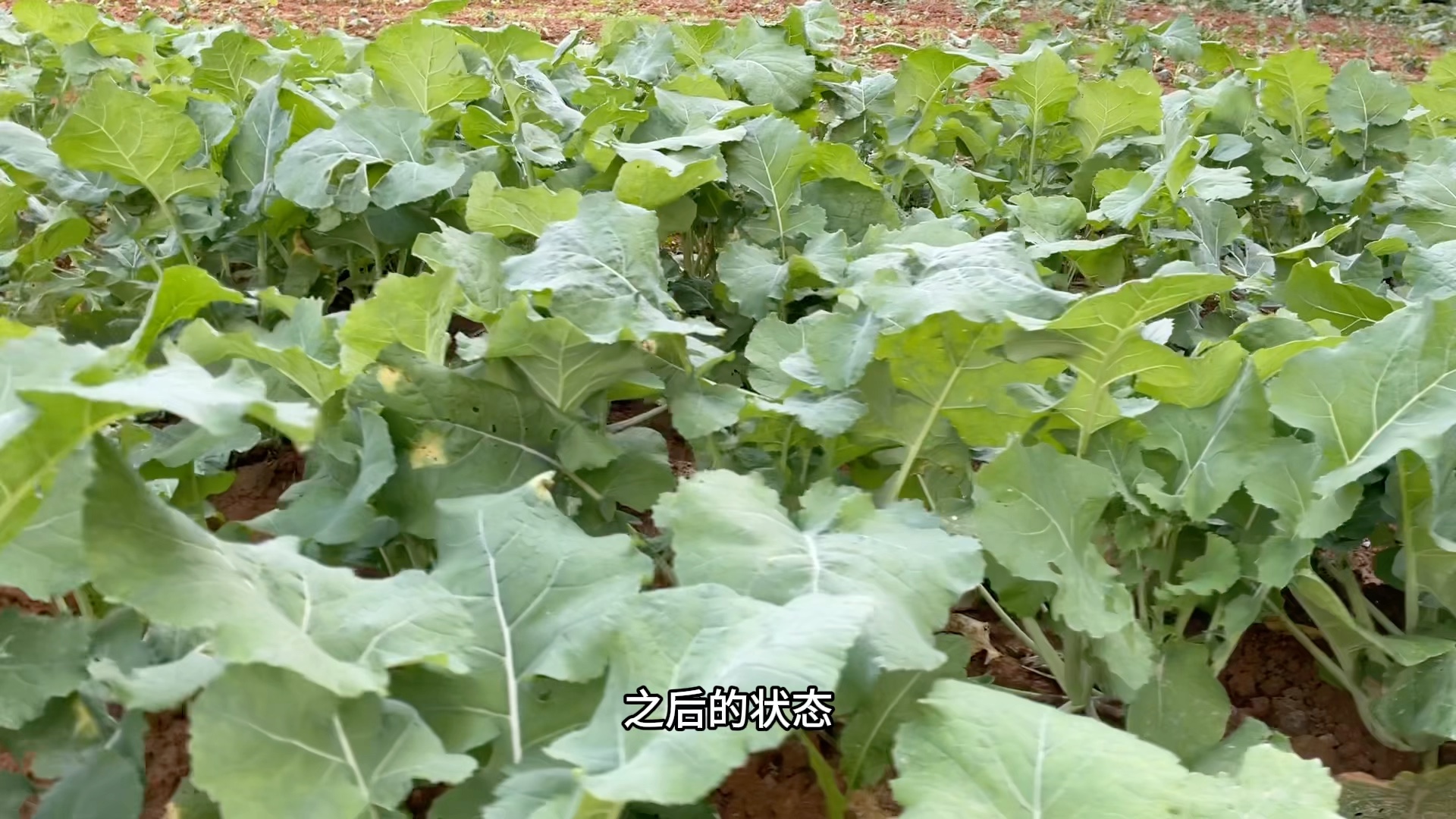 家庭种植油菜越冬管理有技巧,有效提高产量,方法简单实用有效哔哩哔哩bilibili