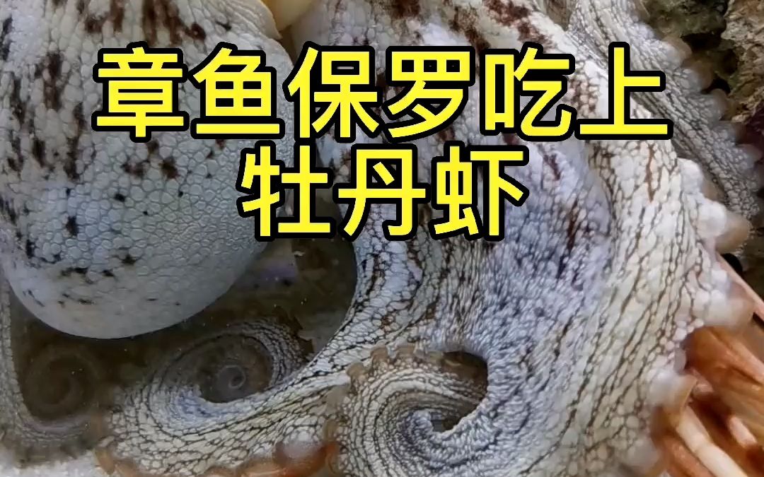 章鱼保罗吃上了牡丹虾,非常满足的样子#我的章鱼老师 #frank的私人