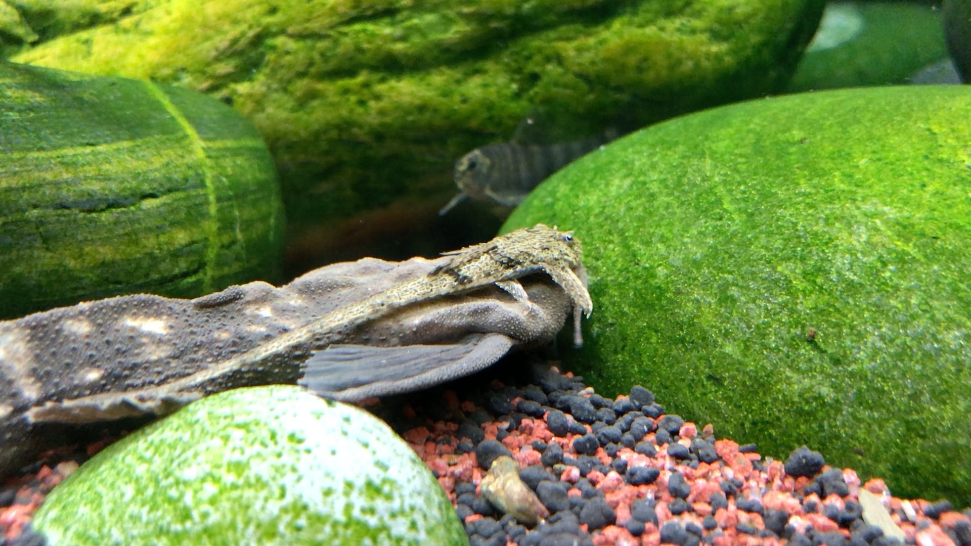 巨蓝斑鸠猫和他的搓澡工人_哔哩哔哩_bilibili