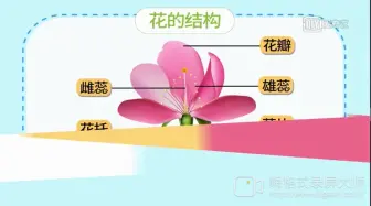 Download Video: 花的结构