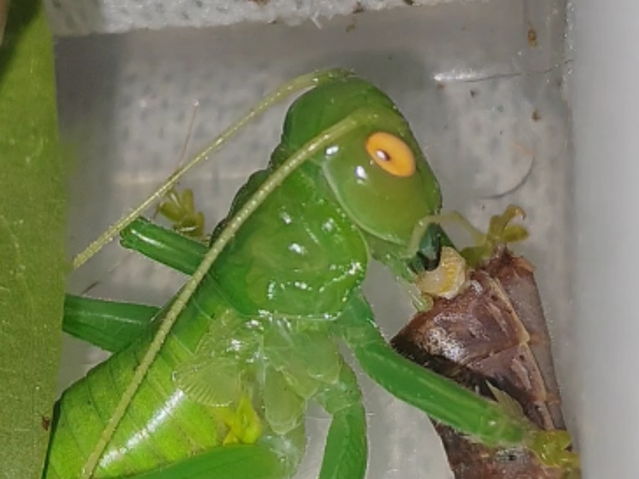 咀嚼式口器的魅力