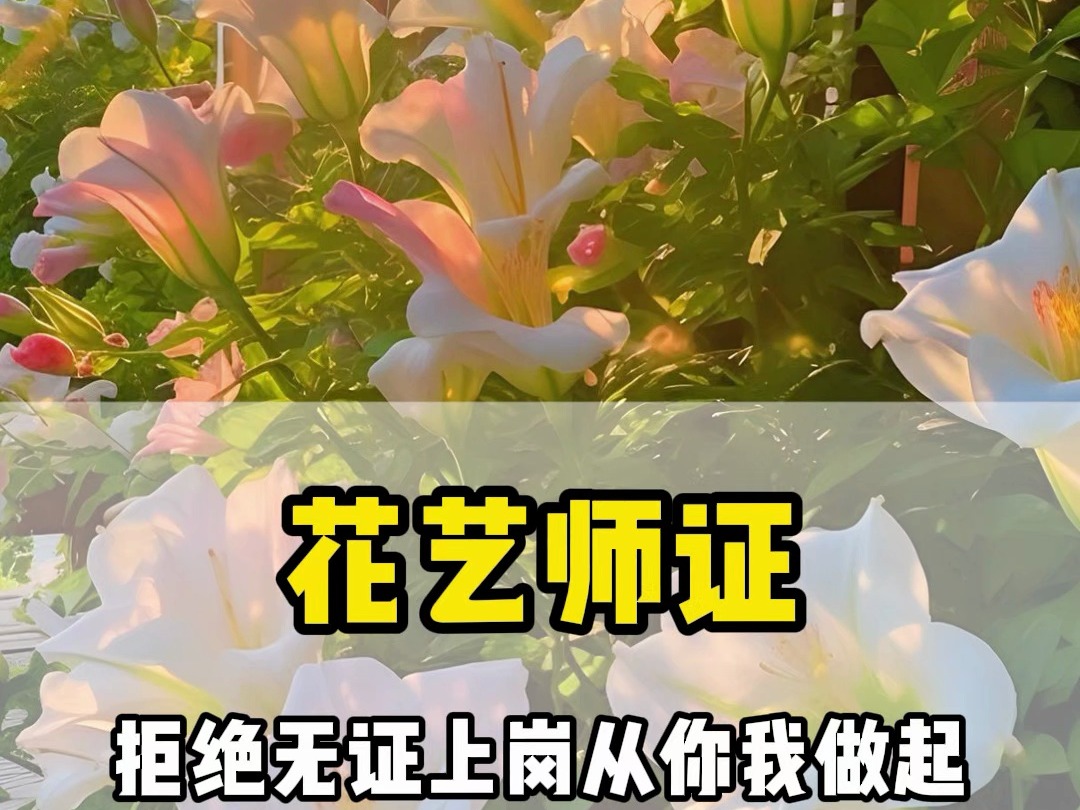 花艺师证报名指南,快来看看吧!哔哩哔哩bilibili