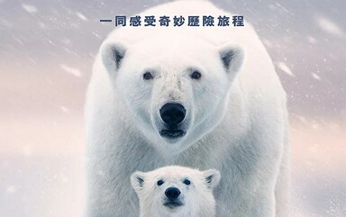 [图]【纪录片】北极熊 Polar Bear (2022)