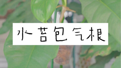 5 水晶花烛换土泥炭换成水苔 哔哩哔哩 Bilibili