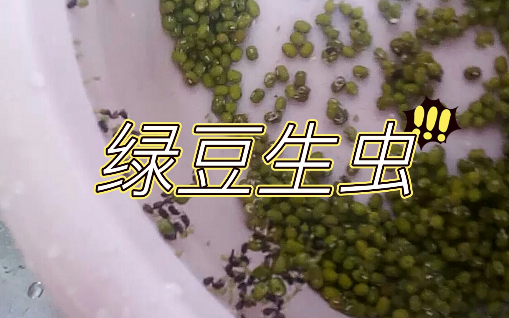 绿豆象虫卵图片