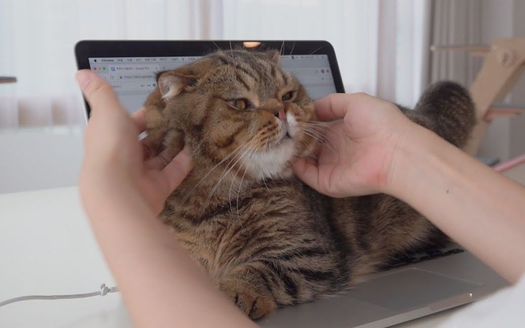 creamheroes中字lulu太可爱了没法儿工作了