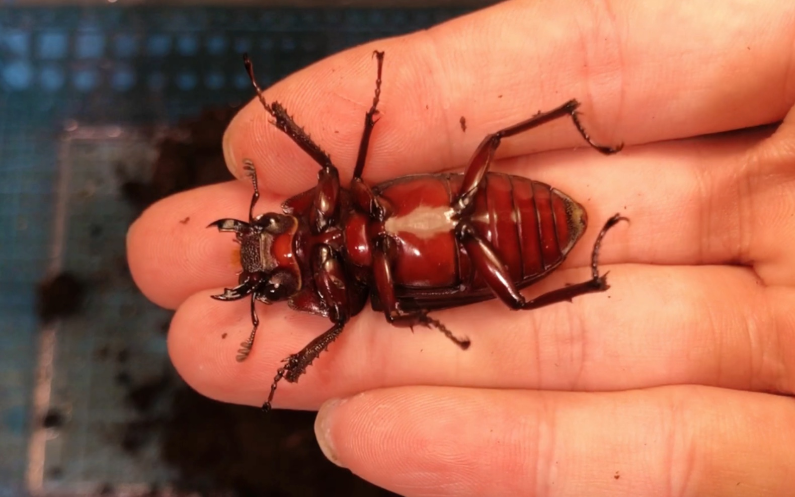 孔夫子锯锹甲母虫开盲盒.开了三盒都母的.