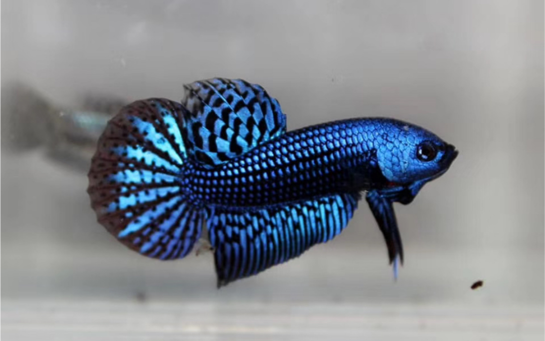 泰国斗鱼泰国原斗改良型