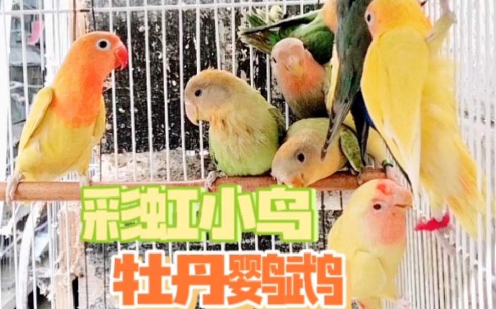 彩虹小鸟,各色牡丹鹦鹉,那个是稀有?