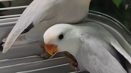 紫面伊牡丹鹦鹉非常仙