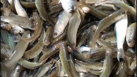 深圳碧岭农业鱼类水产种苗养殖基地鱼苗繁殖场