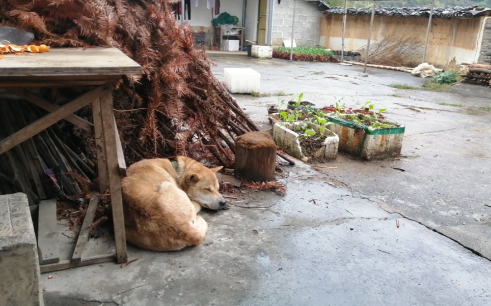 雨后复斜阳,关山阵阵苍,弹洞前村壁,今朝更好看哔哩哔哩bilibili