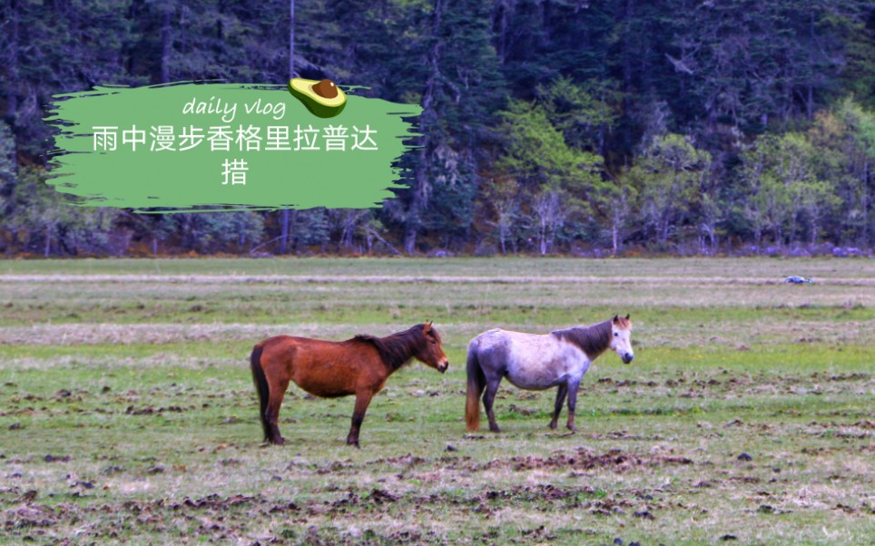 [图]沉浸式体验雨中普达措。。。