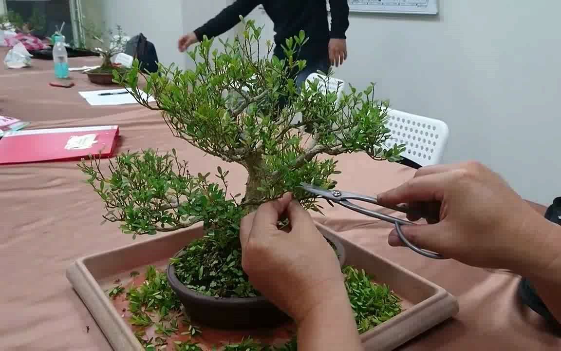 黄杨盆景这样剪,保证来年枝头丰满,林庆祥老师手把手示范