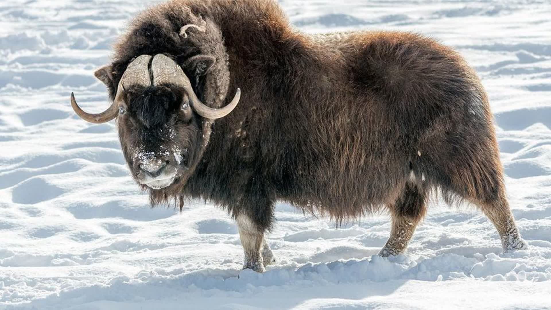 《麝香牛》永远不会得脑震荡的动物!