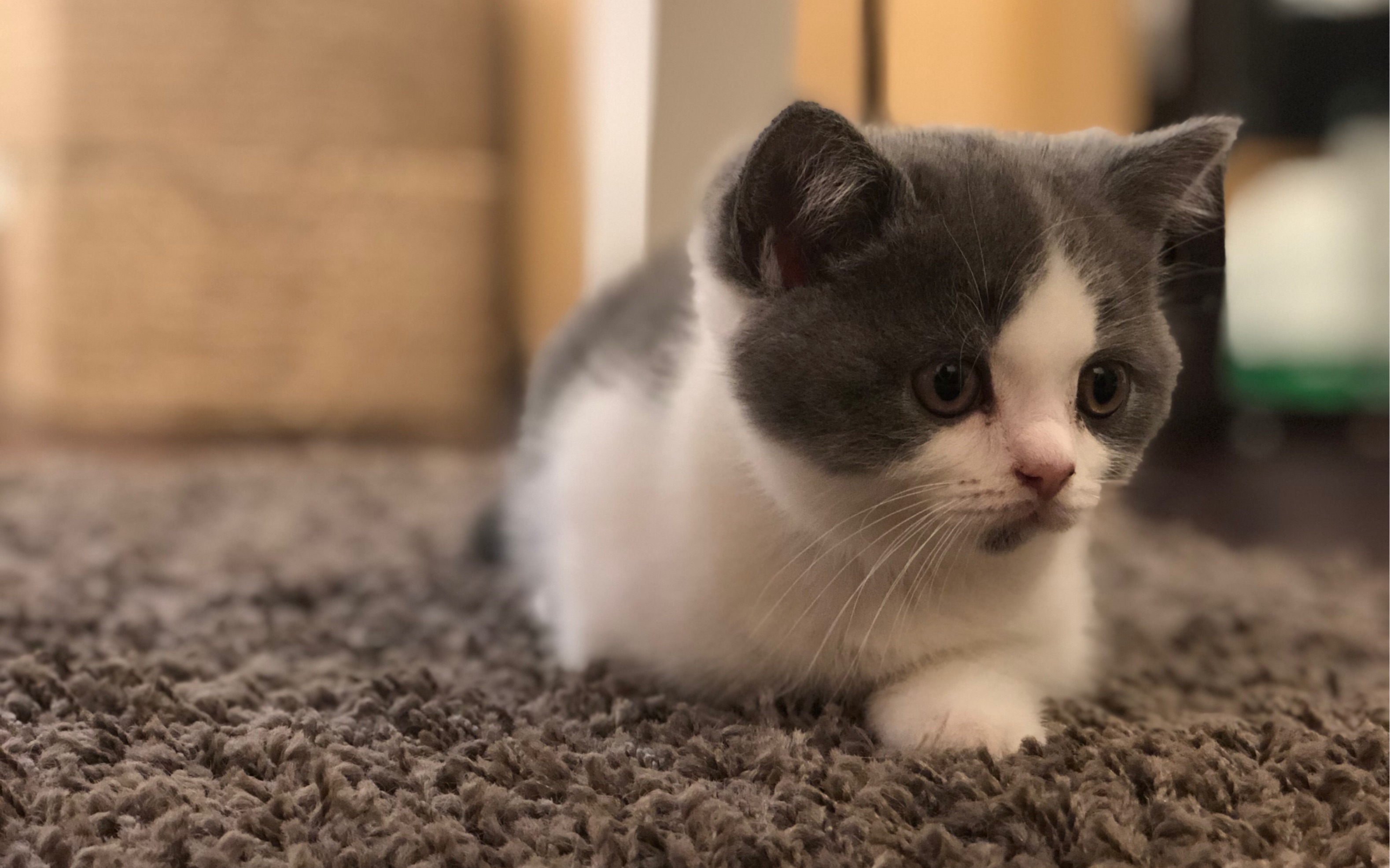 【英国短毛猫】上海自繁蓝白英短找新家