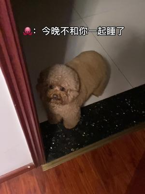 [图]凌晨2:00.......成年人的崩溃，从养狗开始....