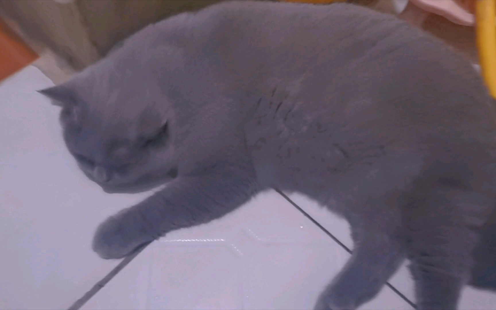 猫猫天热喜欢趴厕所里纳凉91