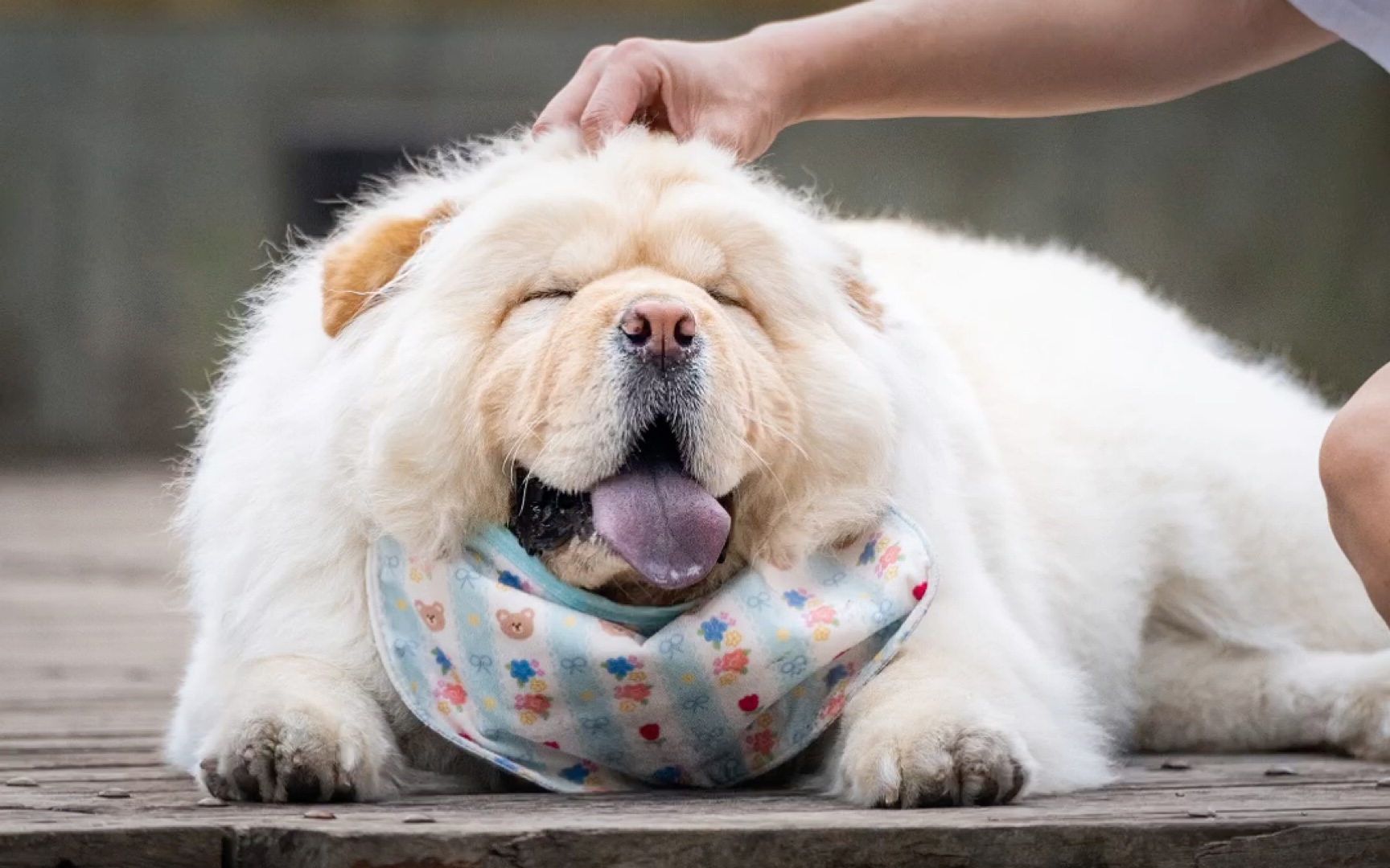 这只胖宝宝松狮可不可爱?