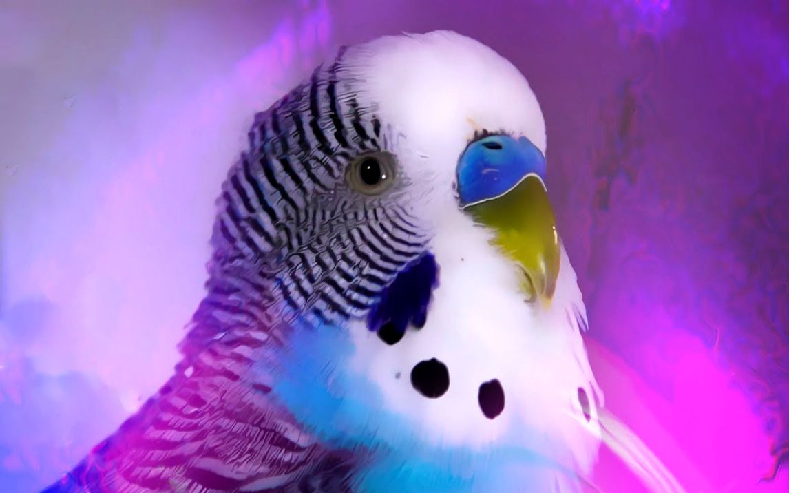 紫色大头鹦鹉图片图片