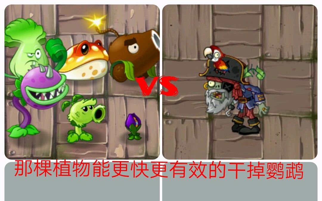 植物大战僵尸2国际版对于海盗船长的鹦鹉你准备怎么打
