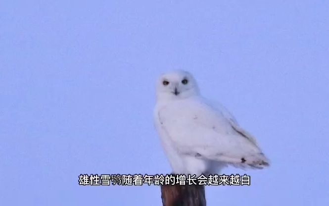 [图]【荒野公学】冬日传说 新疆超罕见冬候鸟雪鸮 30年难一遇 新疆赛里木湖和吉木乃县刘刚老师拍摄