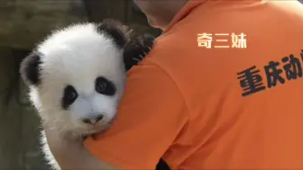 Tải video: 重庆动物园：奇三妹今天是名副其实的出来晒太阳啦🐼