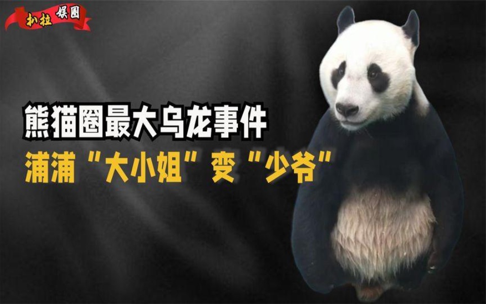 熊猫圈最大乌龙事件,"大小姐"变"少爷",浦浦一夜间熊设崩塌