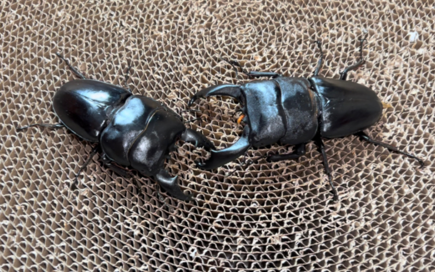 90mm短齿苏门答腊宽扁 vs 102mm帝王巨扁 三番战