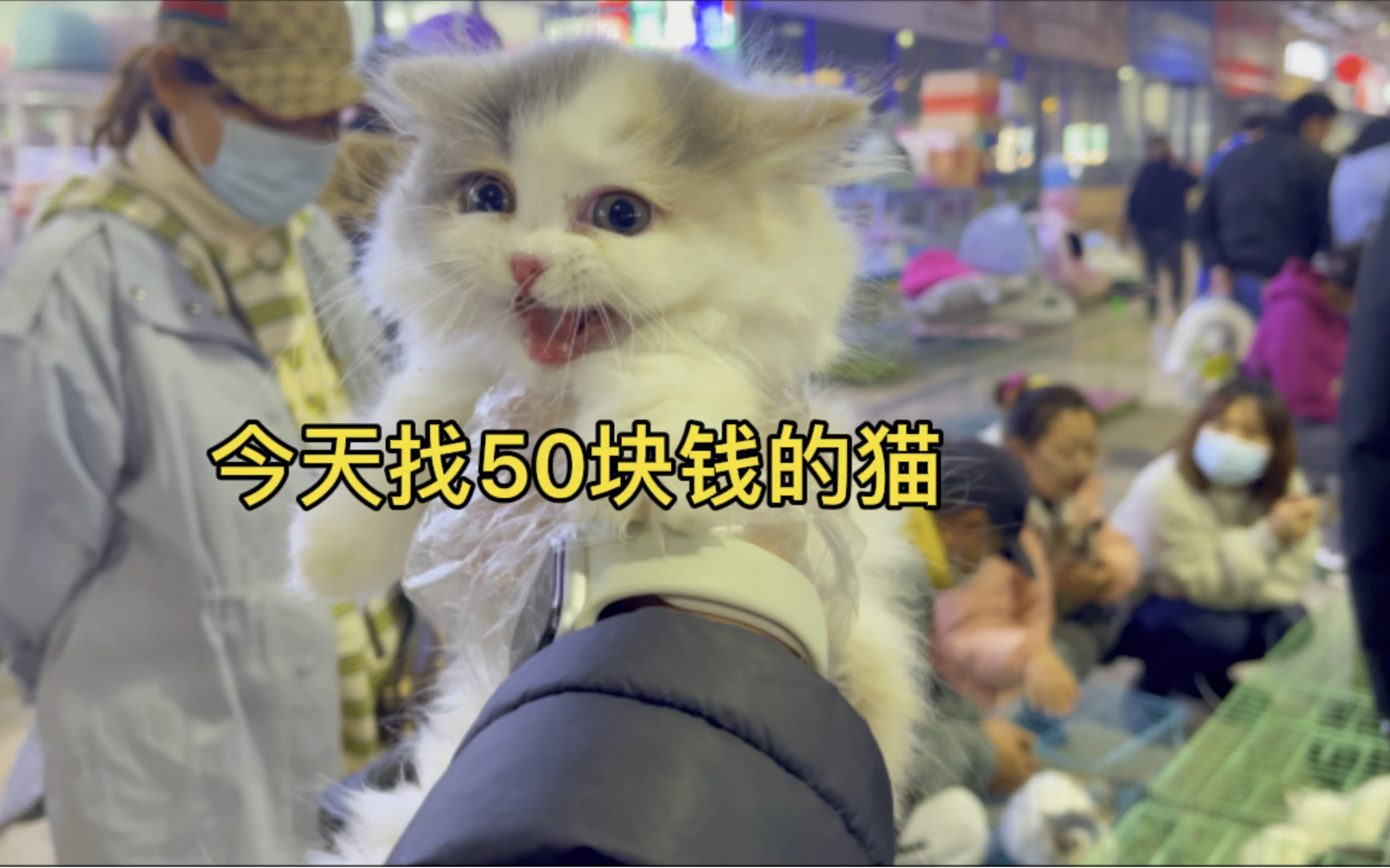 [图]今天在宠物市场看到一只50块钱的猫，这么便宜的猫你敢买吗？