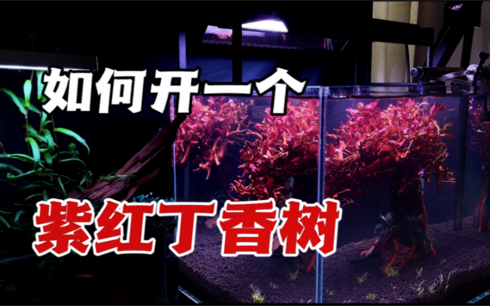 草缸|如何开一个高逼格的紫红丁香树造景?