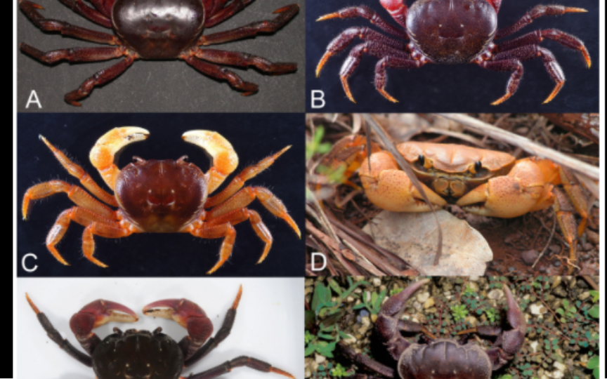 印尼的圆形图氏蟹