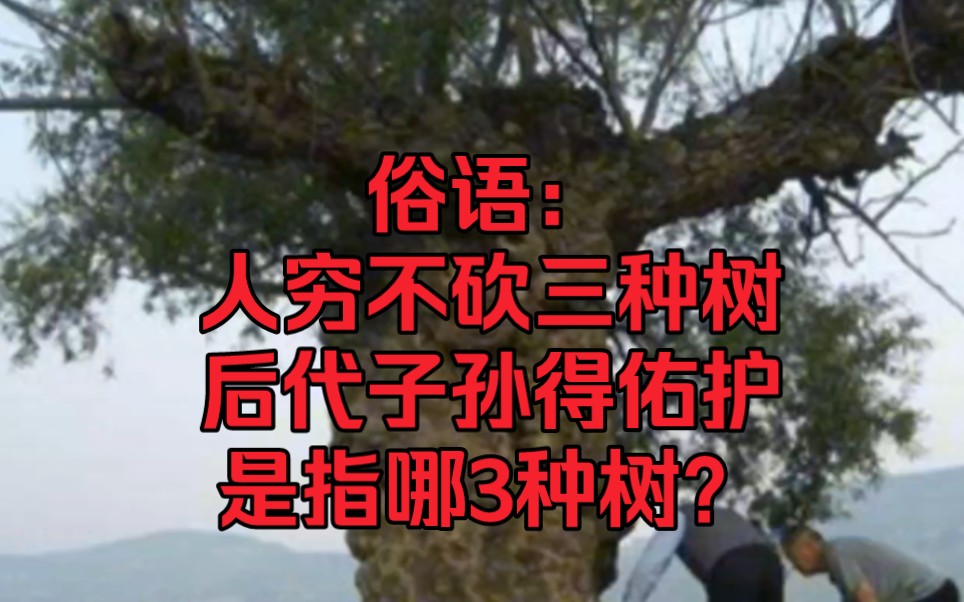 俗语“人穷不砍三种树,后代子孙得佑护”,是指哪3种树?有道理吗?哔哩哔哩bilibili