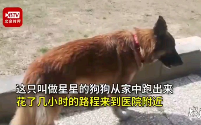 [图]疫情版忠犬八公！主人感染新冠去世，狗狗赶了几小时路来到医院等待