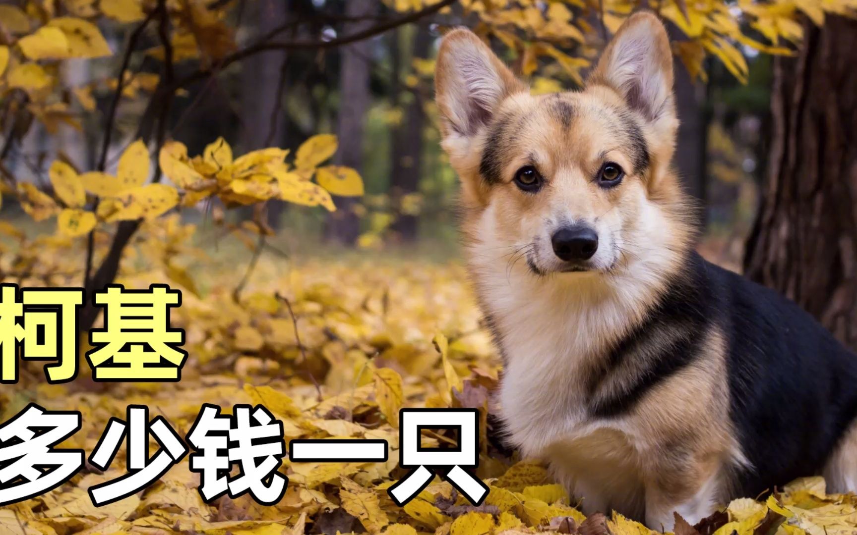 柯基多少钱一只幼犬?哔哩哔哩bilibili