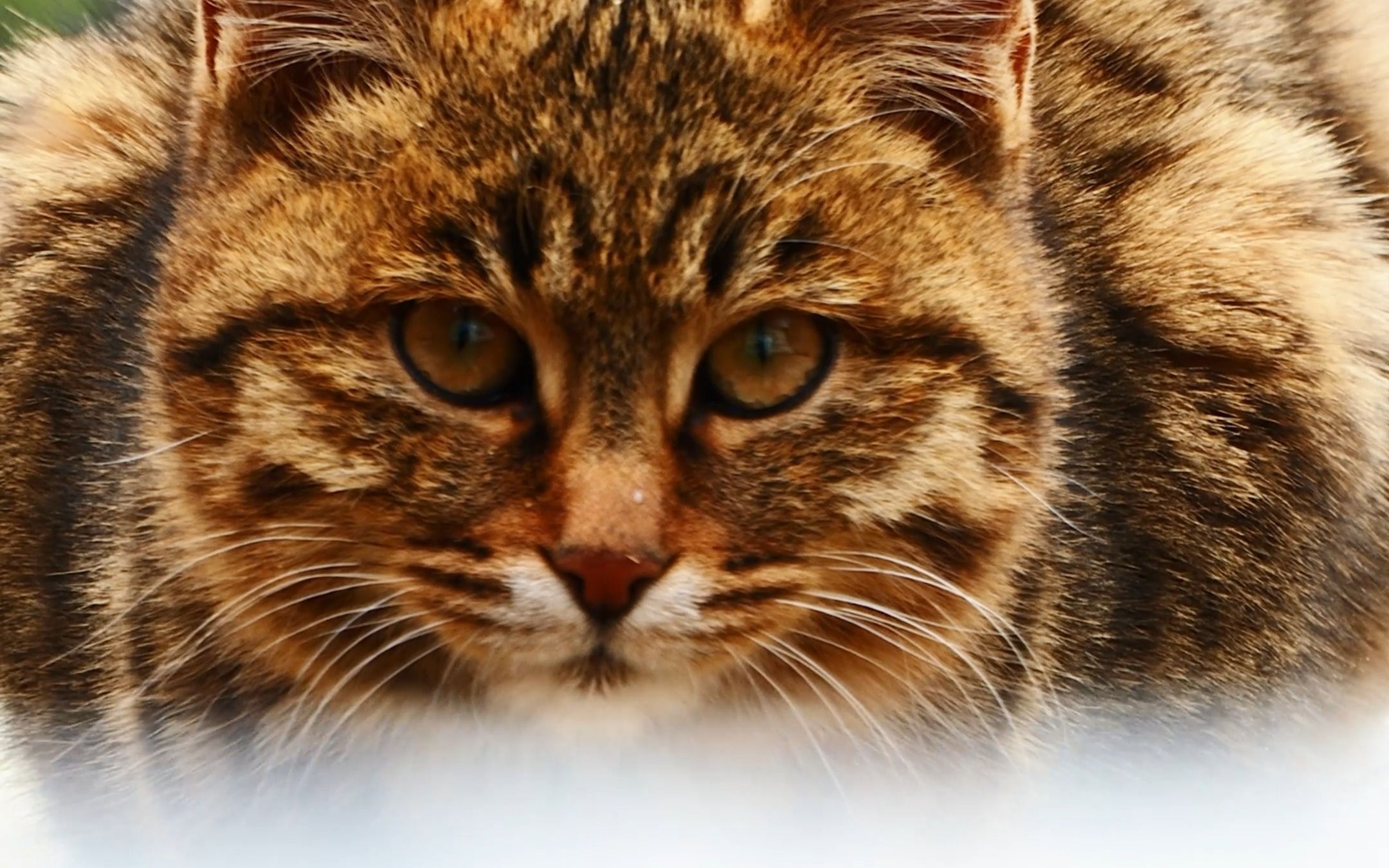 藏地的狸花猫,奥林巴斯om5拍摄,4k30p视频