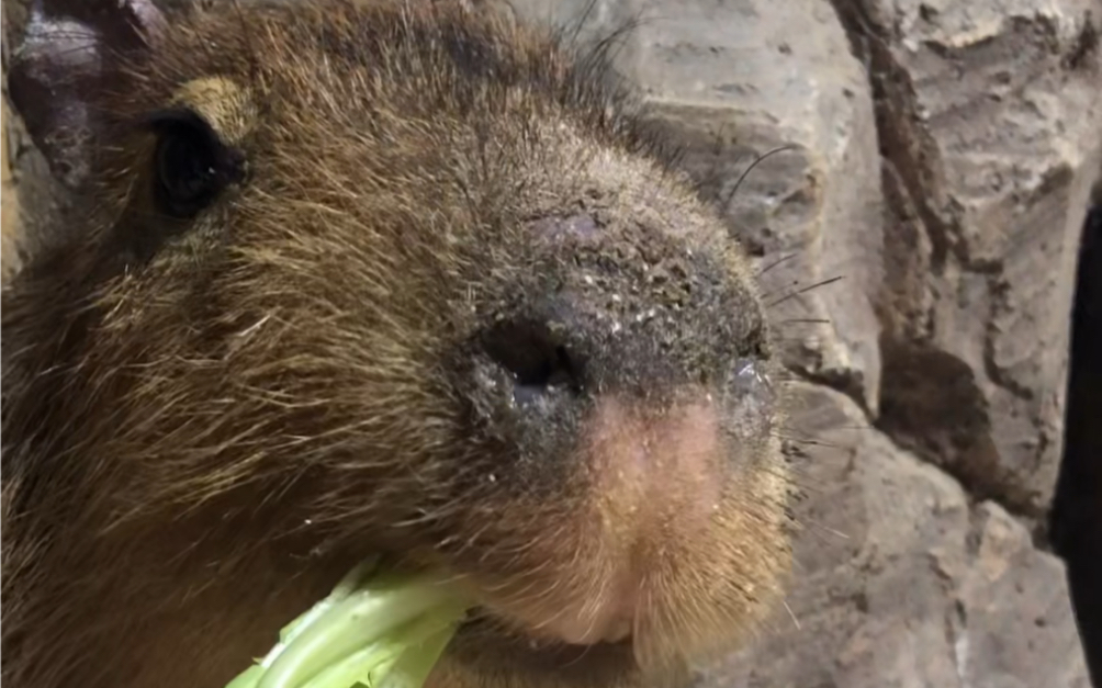 二倍速纯享版干饭豚豚子