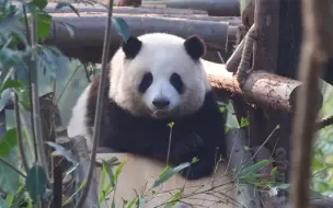 Скачать видео: 花花小舌头一吐，小身板一扭，小手手一超，大脑袋一歪，我的天啦，太可爱了吧