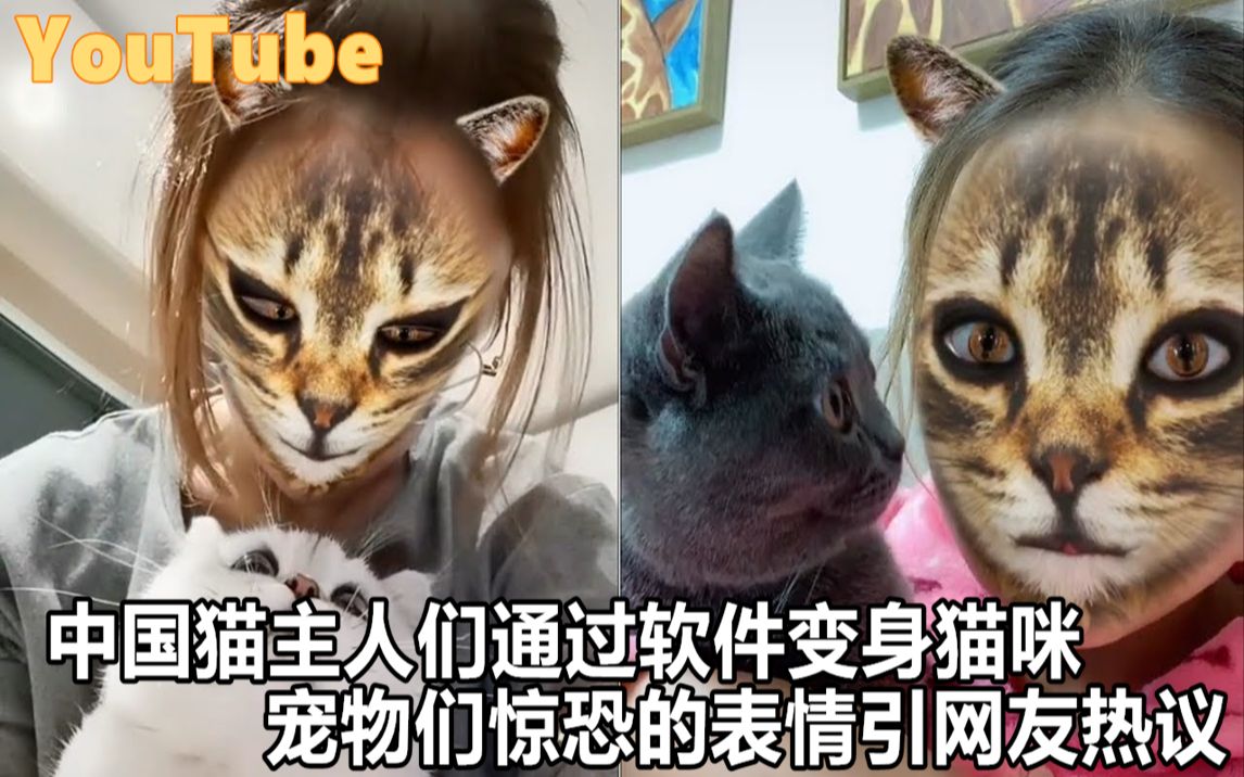 YouTube中国猫咪主人通过软件变身猫脸 宠物惊恐的表情引网友热议哔哩哔哩bilibili