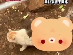 Download Video: 昆明动物园最新回应！ 将采用诱捕的方式将猫移出猴山 猫咪体检后 交给中国小动物保护协会带走安置