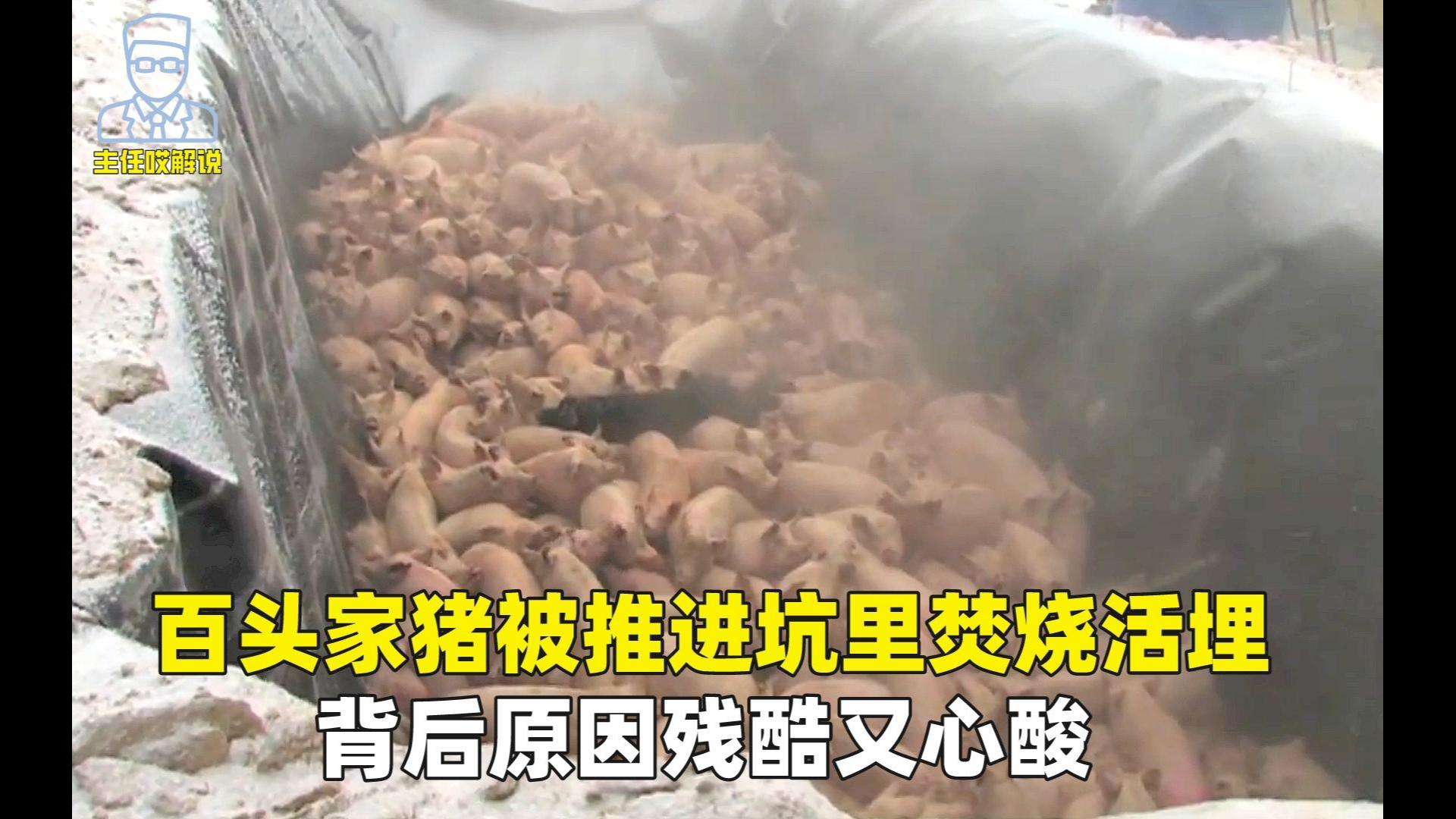 百头家猪被推进坑里焚烧活埋，背后原因残酷又心酸