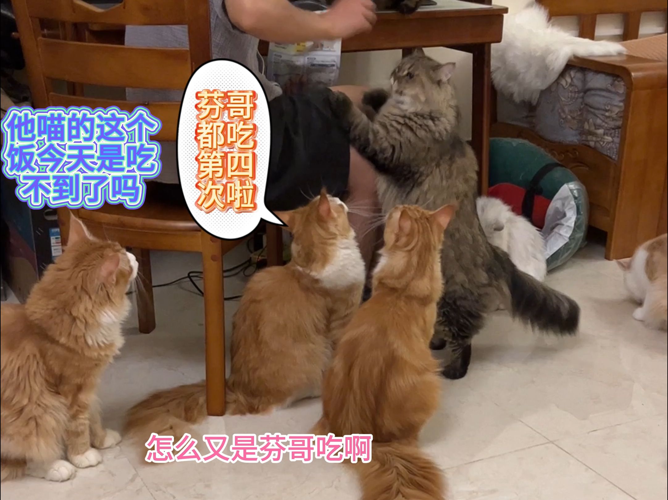 家庭版猫咖馆哔哩哔哩bilibili