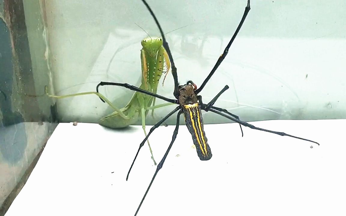 螳螂大战人面蜘蛛