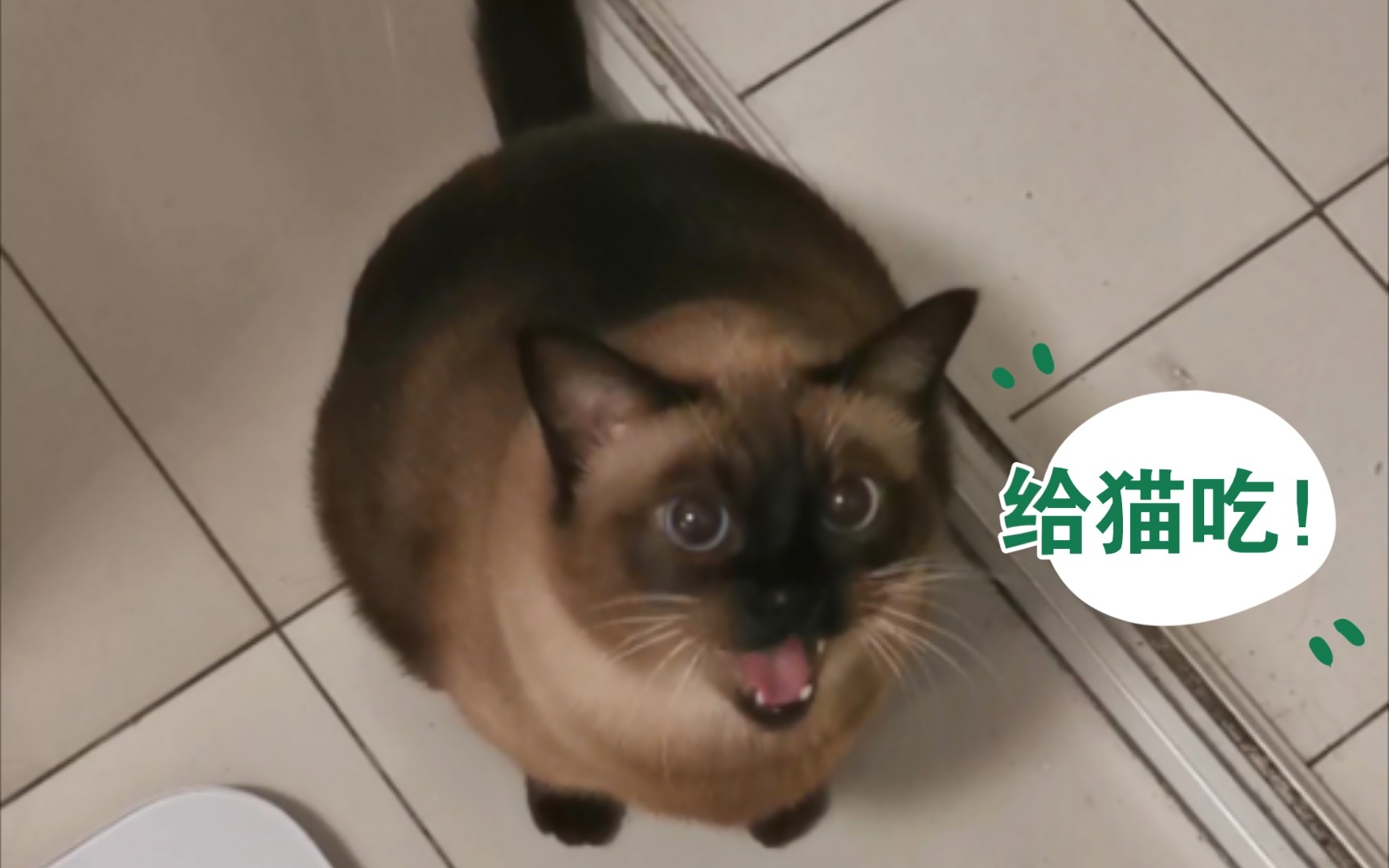 仔细看!这只猫正在用大嗓门CPU人类!哔哩哔哩bilibili