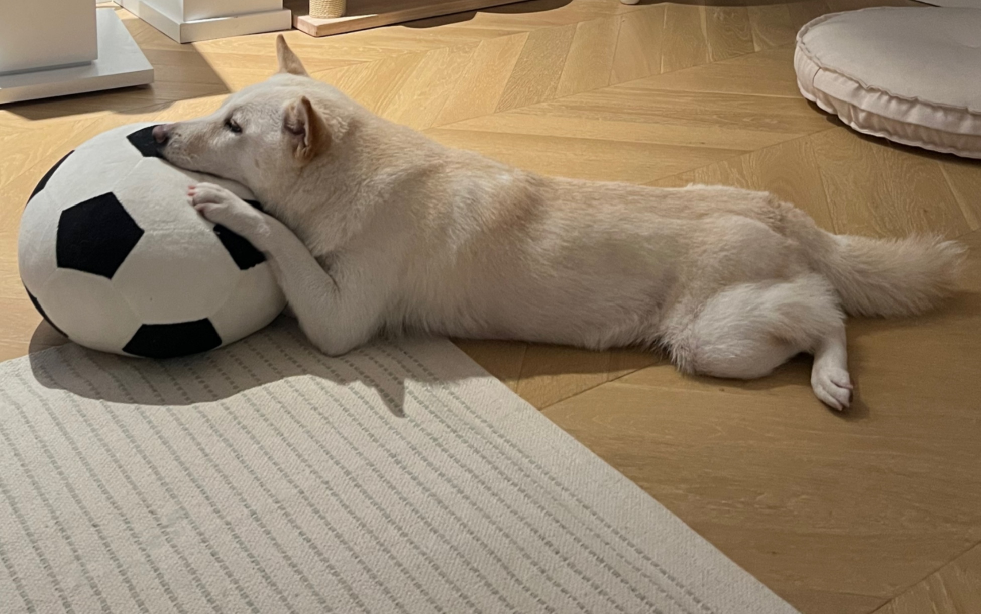 做狗也要坐得优雅